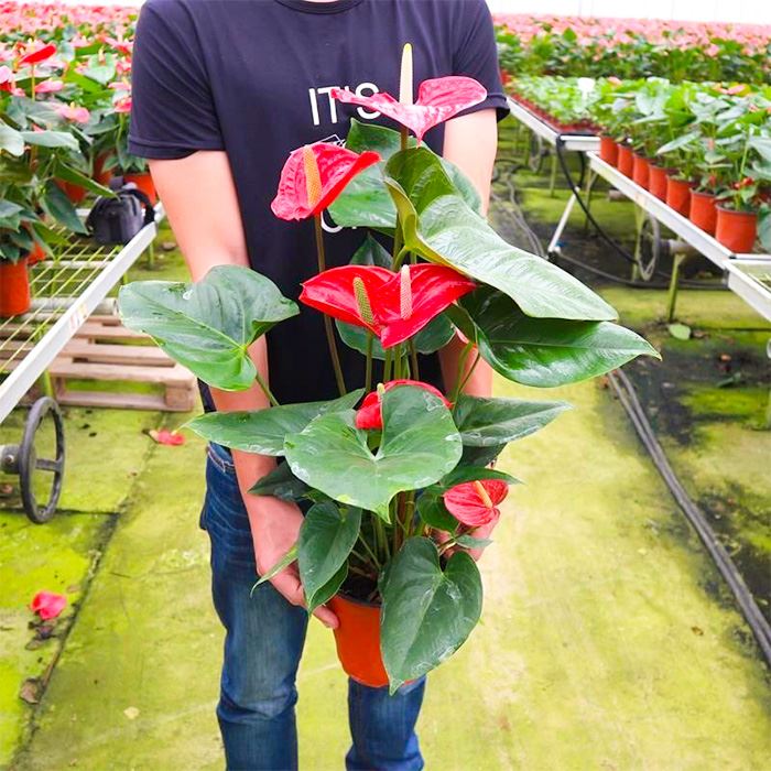 Anthurium Flamingo Red
