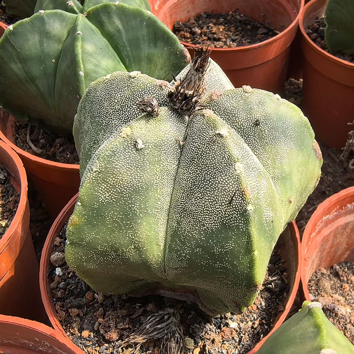 bishop's cap cactus