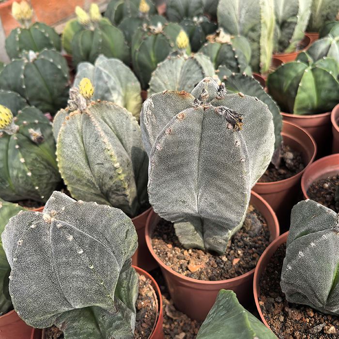 bishop's hat cactus