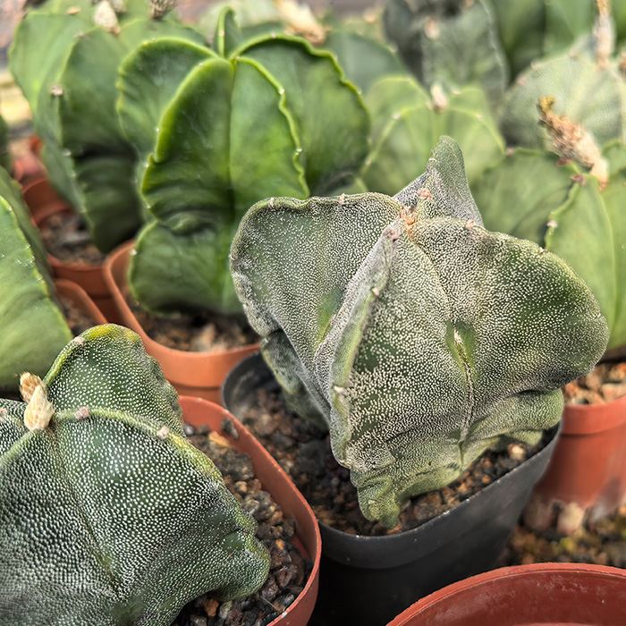 astro myriostigma