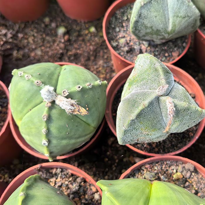 astrophytum myriostigma seeds