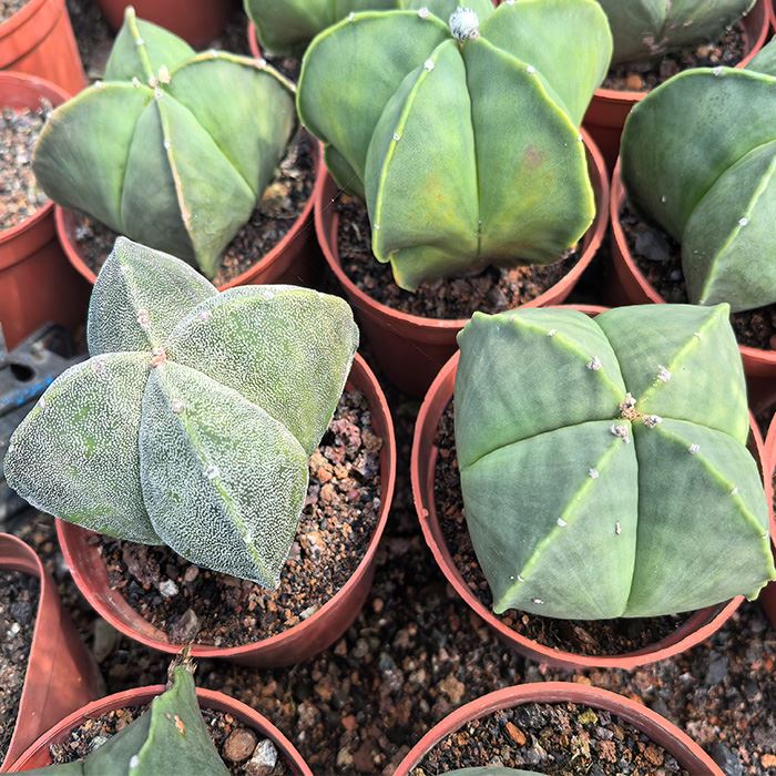 astrophytum bishop's cap