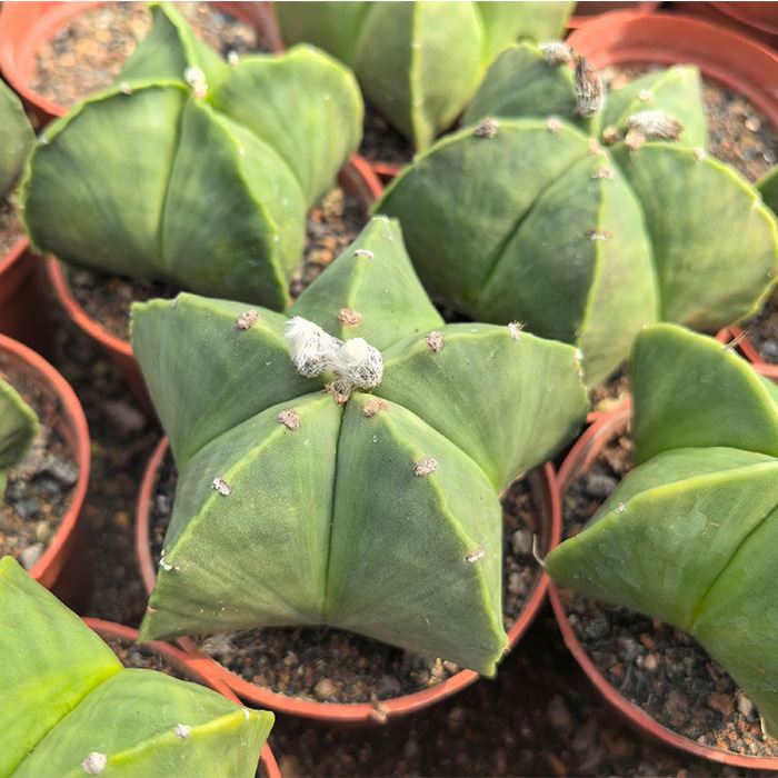 Astrophytum myriostigma