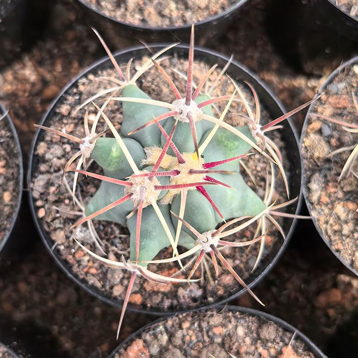 ferocactus emoryi covillei