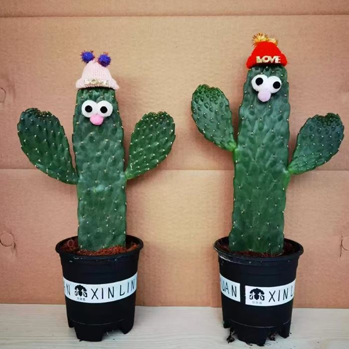 Opuntia consolea rubescens
