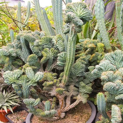 Myrtillocactus Geometrizans Crested 'Elite'