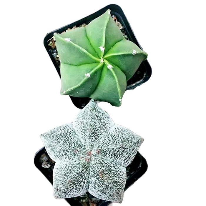 Astrophytum Myriostigma Bishops Cap
