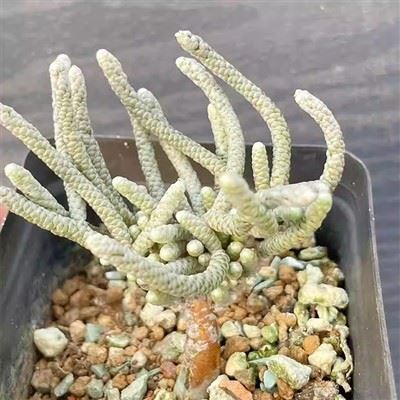 Anacampseros Papyracea