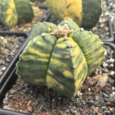 Astrophytum Myriostigma broget