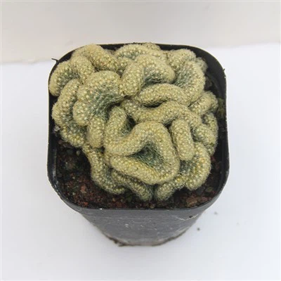 Cleistocactus Winteri Cristata