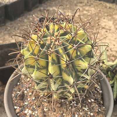 Ferocactus Horridus Brevispinus broget
