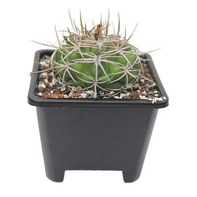 Gymnocalycium Ambatoense kaktus