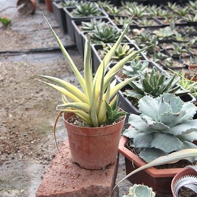 Sansevieria Gracilis broget